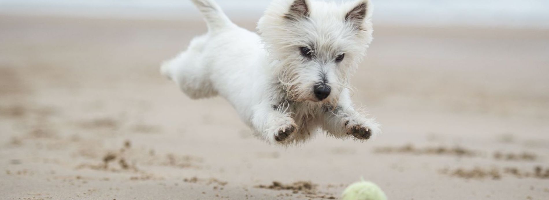 dog on beach jumping for ball